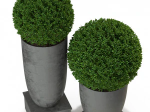 Plants collection 327 3D Model