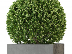 Plants collection 328 Modelo 3D