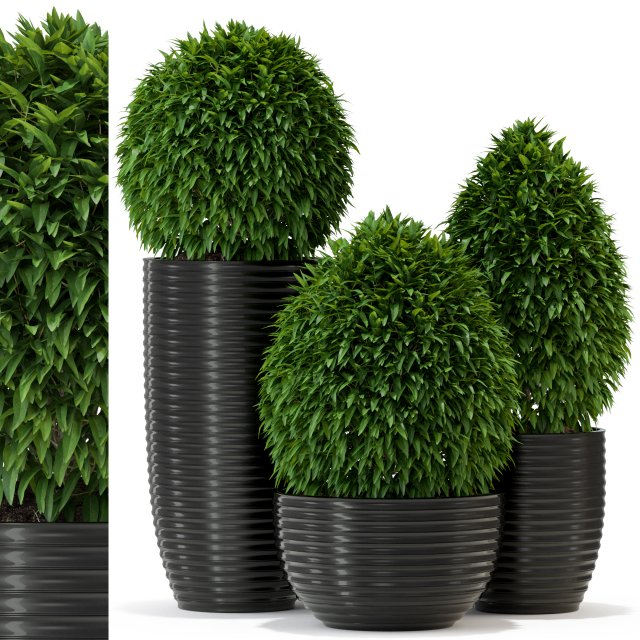 Plants collection 329 3D Model .c4d .max .obj .3ds .fbx .stl .blend 