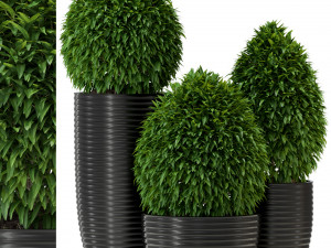 Plants collection 329 3D Model