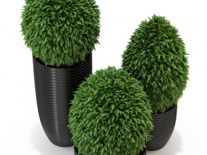 Plants collection 329 3D Model