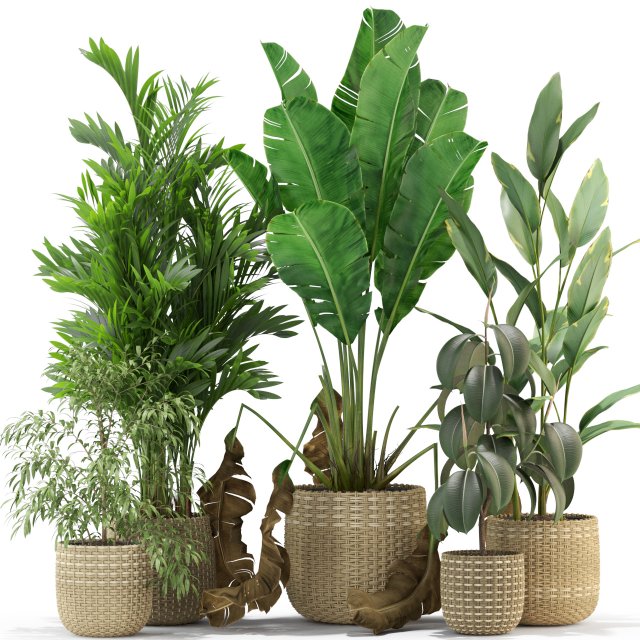 Plants collection 330 3D Model .c4d .max .obj .3ds .fbx .stl .blend 