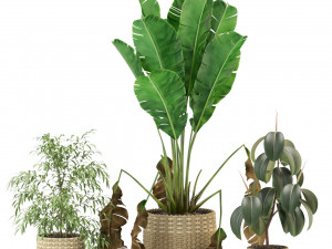 Plants collection 330 3D Model