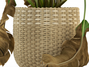 Plants collection 330 3D Model