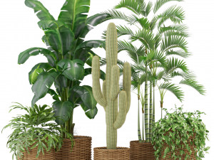 Plants collection 331 3Dモデル