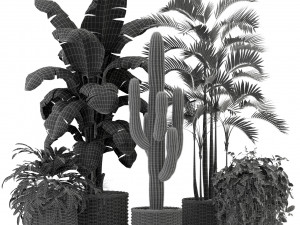 Plants collection 331 3D Model