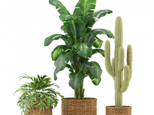 Plants collection 331 3D Model