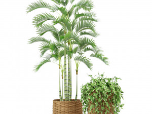 Plants collection 331 3D Model