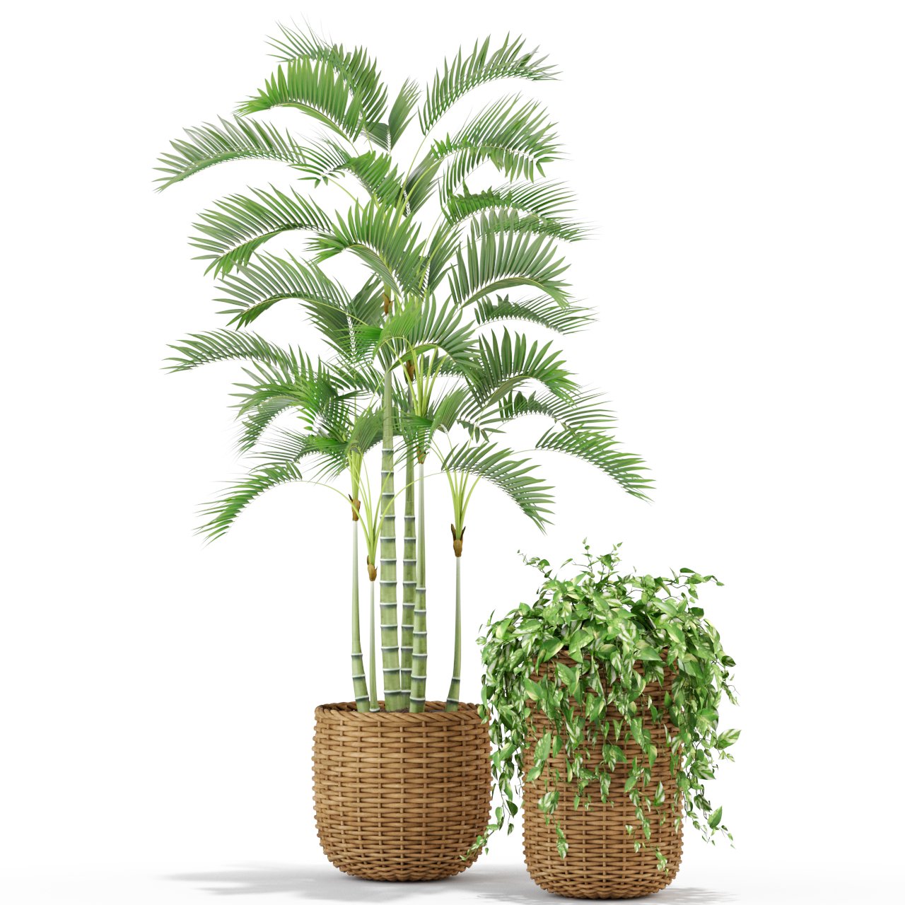 Plant models. Комнатные растения объемные. Бразильское комнатное растение. Горшечные растения древовидные Gyu. Цитрониум комнатное растение.