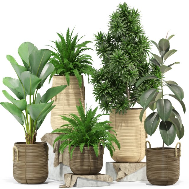 Plants collection 332 3D मॉडल .c4d .max .obj .3ds .fbx .stl .blend 