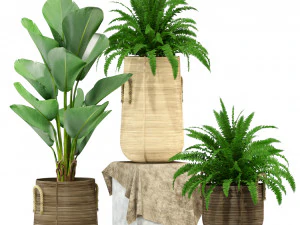 Plants collection 332 3D Model