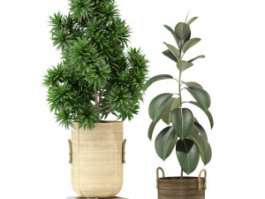 Plants collection 332 3D मॉडल