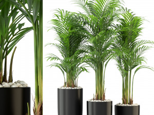 Plants collection 333 3D 모델