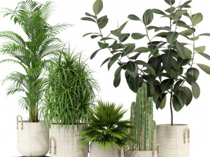 Plants collection 334 3D Model