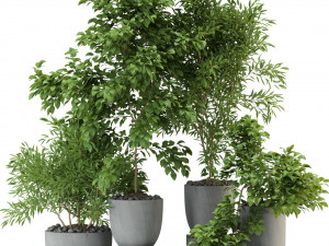 Plants collection 335 3D Модель