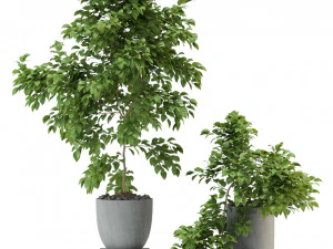 Plants collection 335 3D Model