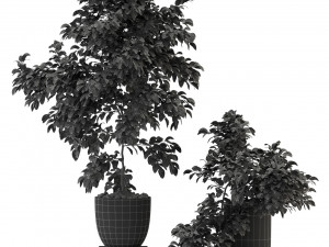 Plants collection 335 3D-Modell