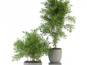 Plants collection 335 3D Model