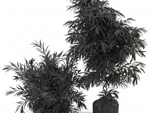 Plants collection 336 3D-Modell