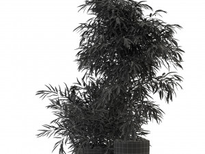 Plants collection 336 3D-Modell