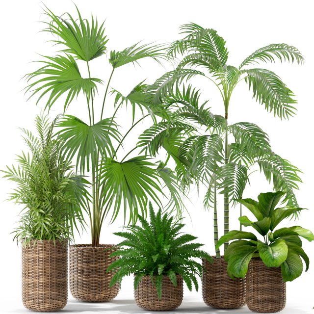 Plants collection 338 3D Model .c4d .max .obj .3ds .fbx .stl .blend 