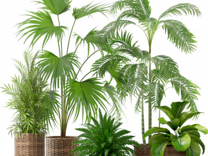 Plants collection 338 3D Model