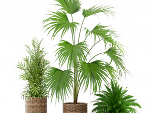 Plants collection 338 3D Model