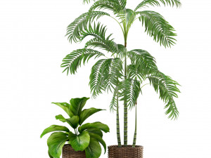 Plants collection 338 3D Model