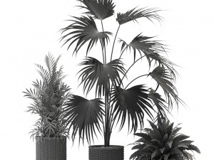 Plants collection 338 3D Model