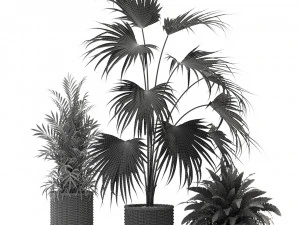 Plants collection 338 3D Model
