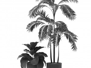 Plants collection 338 3D Model