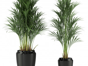 Plants collection 339 Model 3D