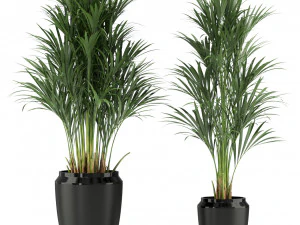 Plants collection 339 3D Model