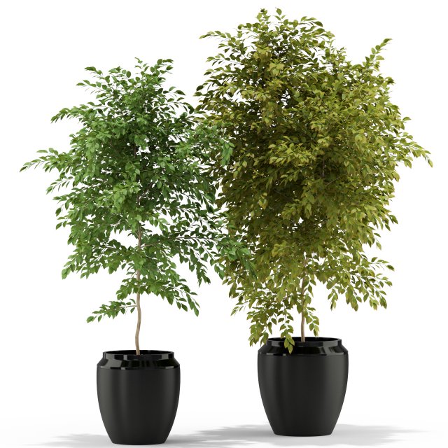 Plants collection 340 Modèle 3D .c4d .max .obj .3ds .fbx .stl .blend 