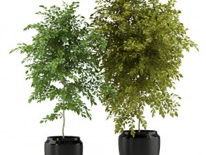 Plants collection 340 Modèle 3D