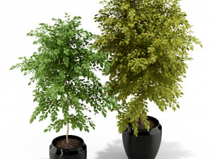 Plants collection 340 Modèle 3D