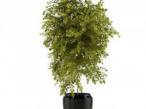 Plants collection 340 Modèle 3D
