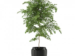 Plants collection 340 3D Model