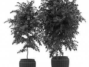 Plants collection 340 Modèle 3D