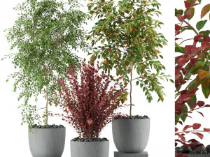 Coleção de plantas 341 Modelo 3D