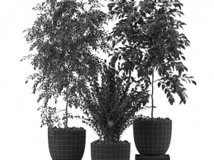 Collezione piante 341 Modello 3D