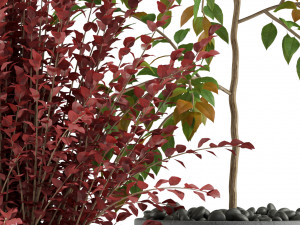 Plants collection 341 Modèle 3D