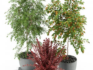 Collezione piante 341 Modello 3D