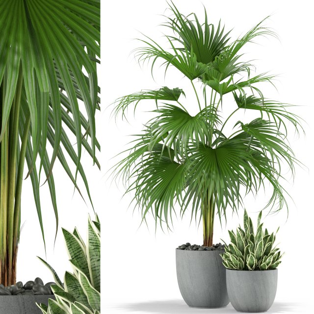 Plants collection 342 3Dモデル .c4d .max .obj .3ds .fbx .stl .blend 