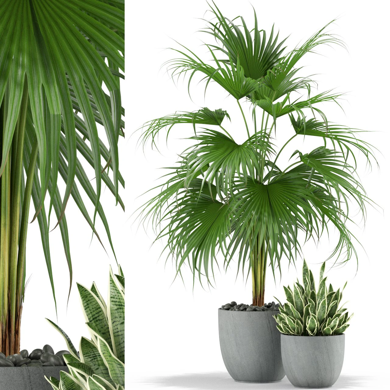 식물채집 342 3D 모델 .c4d .max .obj .3ds .fbx .stl .blend 