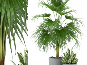 Cole&ccedil;&atilde;o de plantas 342 Modelo 3D