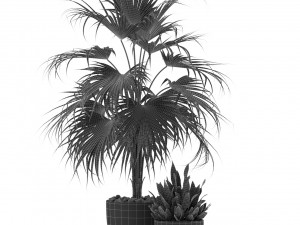 Plants collection 342 3Dモデル