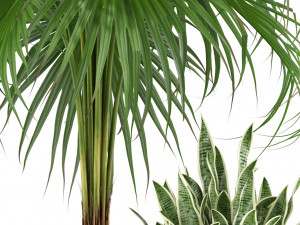 Plants collection 342 3Dモデル