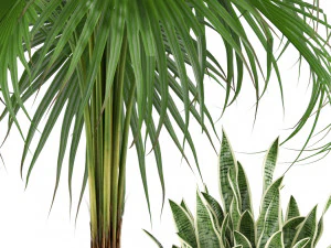 식물채집 342 3D 모델