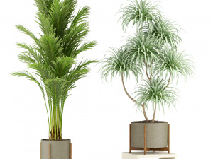 Plants collection 343 Model 3D